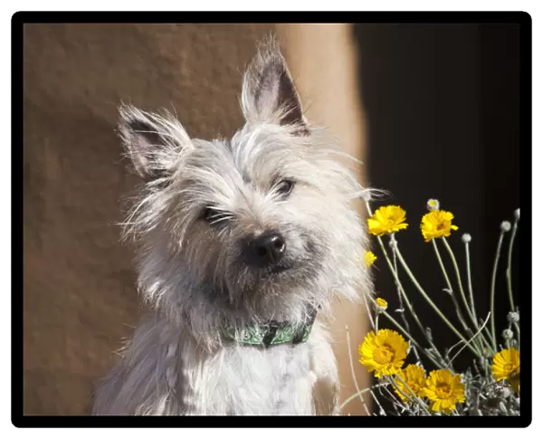 A white Cairn Terrier sitting next to yellow flowers