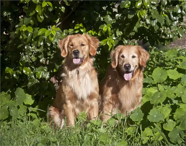 Two Golden Retrievers sitting at a park surrounded by greenery