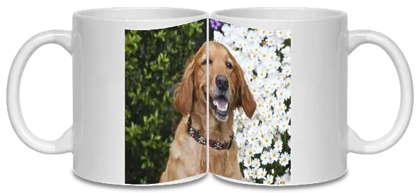 Portrait of a happy Golden Retriever in front of a bush of daisies
