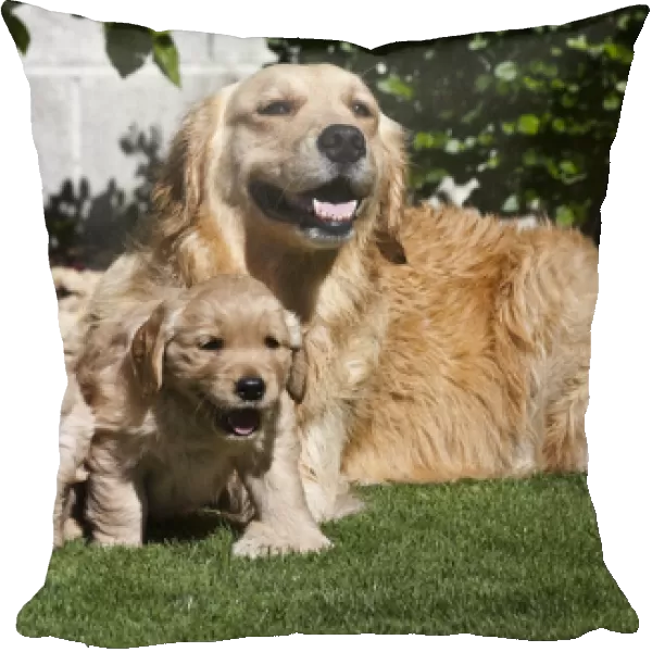 A Golden Retriever female lying on a lawn with two puppies running
