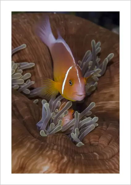 Fiji. Clownfish hiding among sea anemones