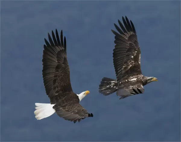 Bald Eagle Flight