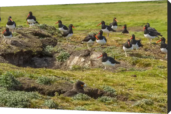 Falkland Islands, Carcass Island. Magellanic oystercatchers and striated caracara birds