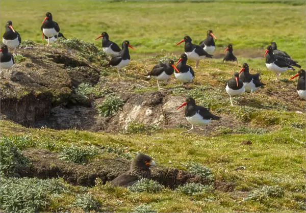 Falkland Islands, Carcass Island. Magellanic oystercatchers and striated caracara birds
