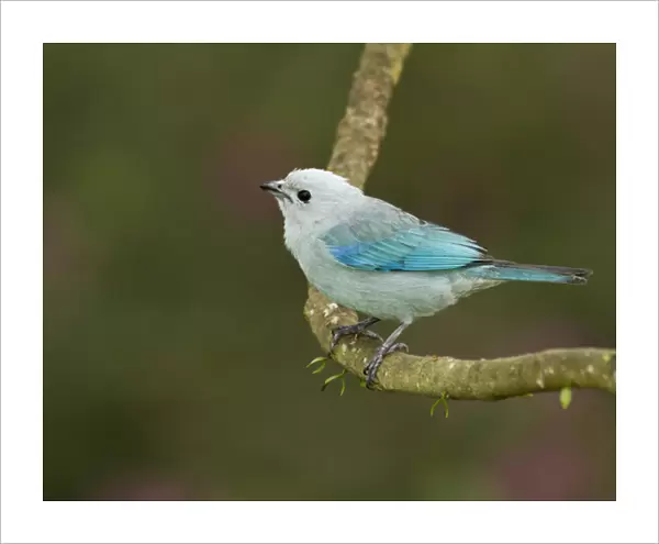 Blue-grey tanager (Thraupis episcopus), Cayo district, Belize