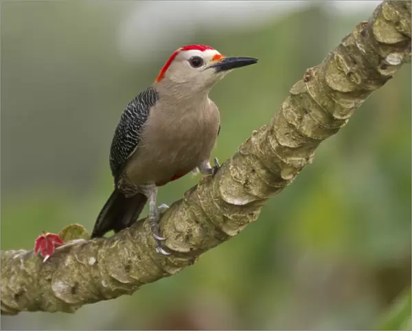 Golden-fronted woodpecker (Melanerpes aurifons), Cayo district, Belize