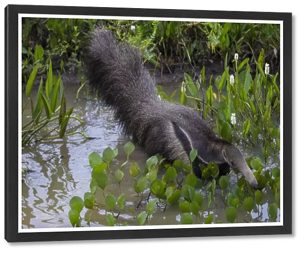 South America. Brazil. A giant anteater (Myrmecophagia tridactyla) in the Pantanal