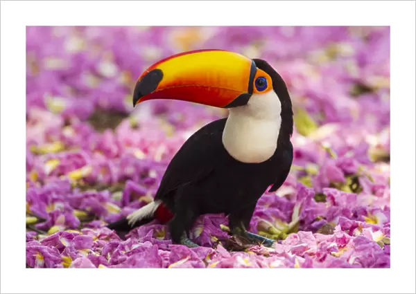 South America. Brazil. Toco Toucan (Ramphastos toco albogularis) is a bird with a