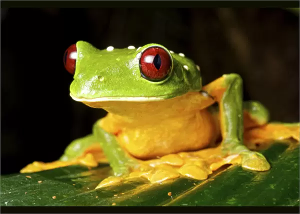 Spurells Flying Frog (Agalychnis spurelli), Costa Rica