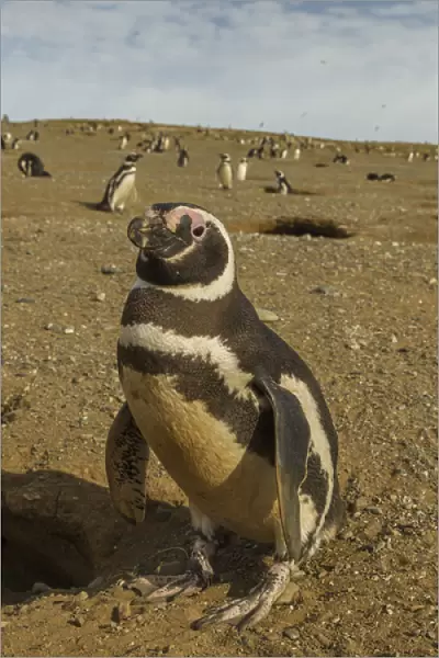 South America, Chile, Patagonia, Isla Magdalena. Close-up of Magellanic penguins