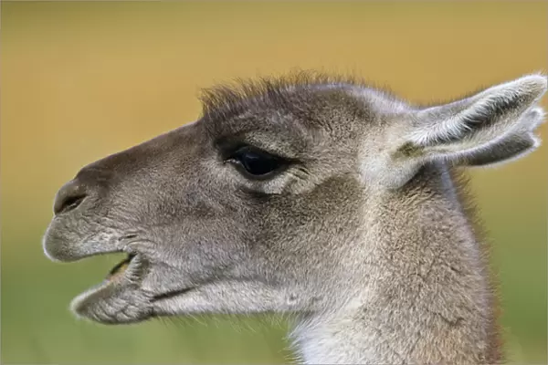 Guanaco (Lama guanicoe) Portrait, Chile. Guanaco is a camelid and closely related