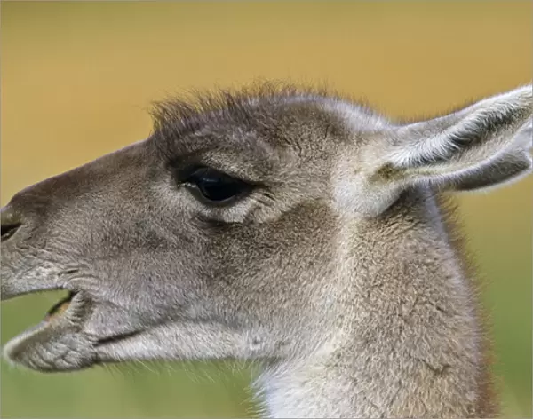 Guanaco (Lama guanicoe) Portrait, Chile. Guanaco is a camelid and closely related