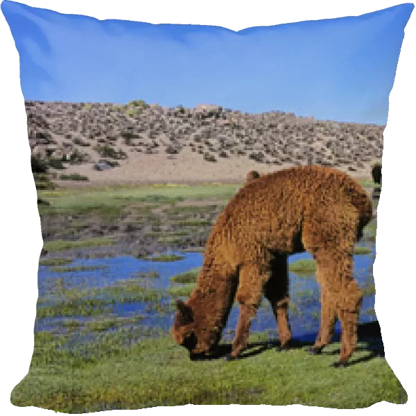 Alpaca (Vicugna pacos) in the Chilean Altiplano, Andes Mountains, South America are
