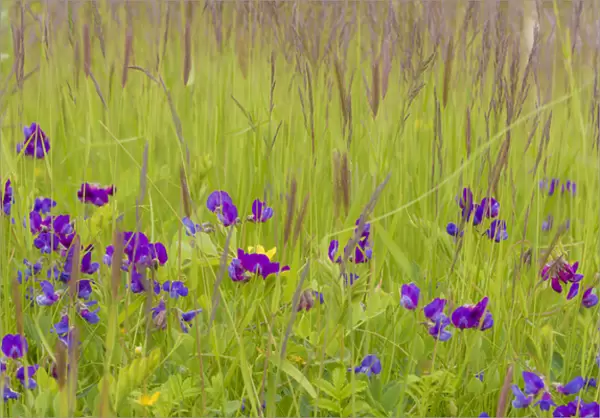 USA, Alaska, Glacier Bay National Park. Wildflowers in grassy meadow