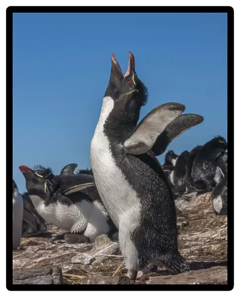 Falkland Islands, Bleaker Island. Rockhopper penguin calling
