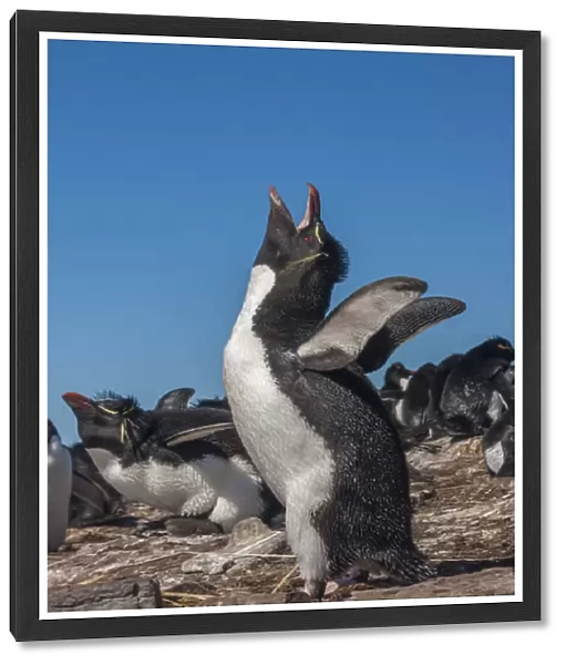 Falkland Islands, Bleaker Island. Rockhopper penguin calling