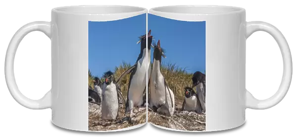 Falkland Islands, Bleaker Island. Rockhopper penguins sing duet
