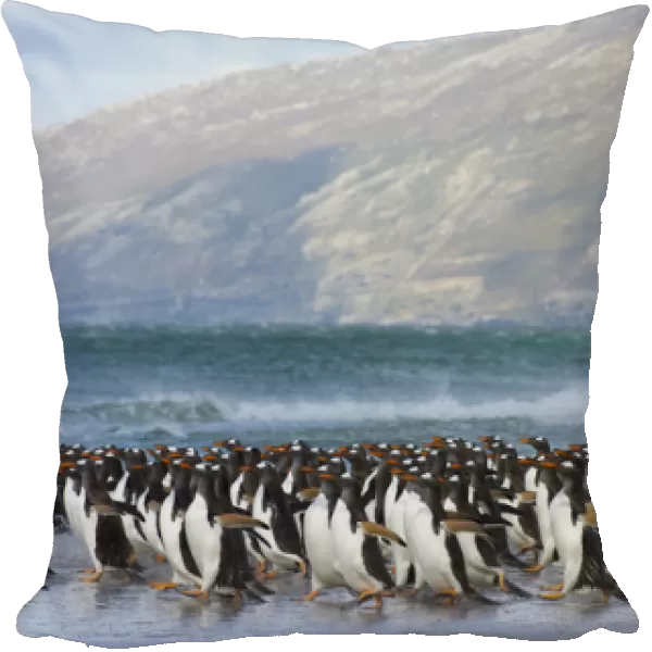 Falkland Islands. Saunders Island. Gentoo penguins (Pygoscelis papua) rushing into