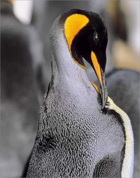 King Penguin (Aptenodytes patagonica) cleaning plumage near the colony at Volunteer