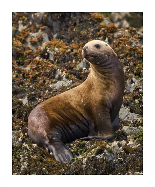 North America, USA, Alaska, Sea Island haulout near Admiralty Island, Steller sea lion