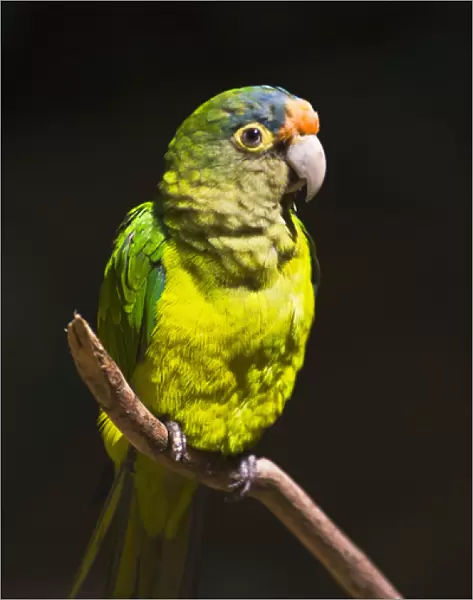 Parrot, Honduras