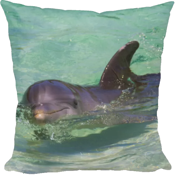 Dolphin in the ocean, Roatan Island, Honduras