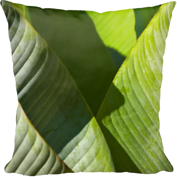 Palm tree leaf, Pico Bonito National Park, Honduras