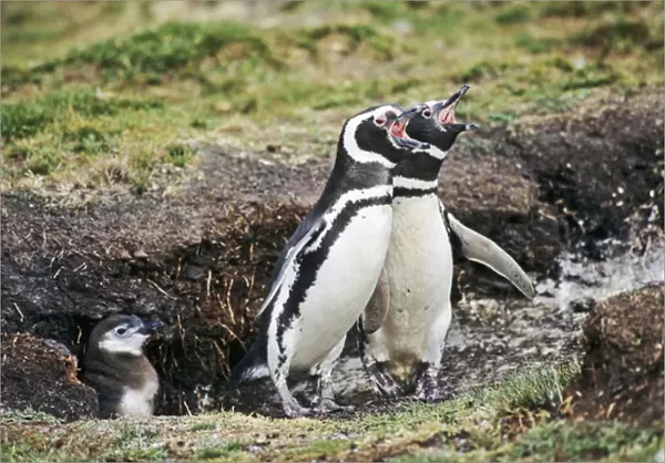 Magellanic penguin (Spheniscus magellanicus) parents with chick at burrow