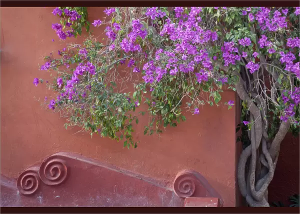 South America, Mexico, San Miguel de Allende. Bouganvilla tree next to wall. Credit as