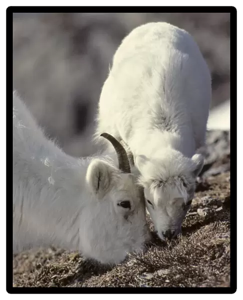 USA, Alaska, Dall Sheep, Ewe, Ewe and Lamb, Denali National Park