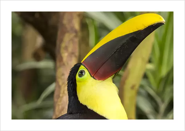 Central America, Costa Rica. Black-mandibled toucan