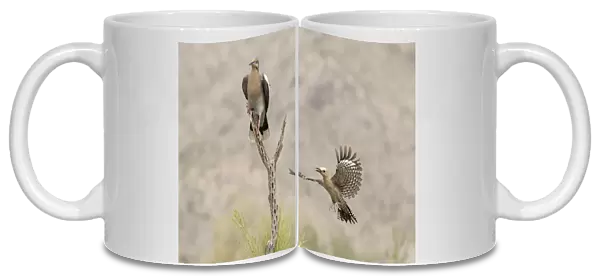 USA, Arizona, Buckeye. White-winged Dove and female gila woodpecker