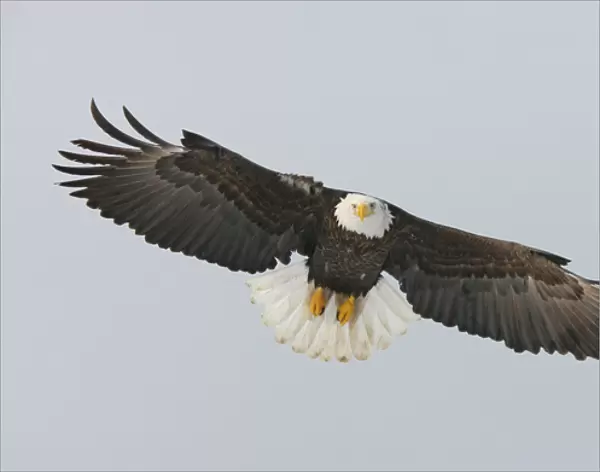 USA, Alaska, Homer. Bald eagle flying with full wingspread