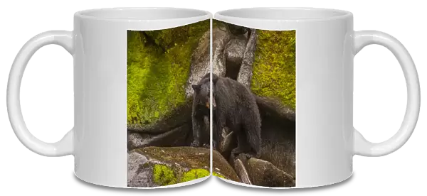 USA, Alaska, Tongass National Forest. Drooling black bear standing on boulders. Credit as