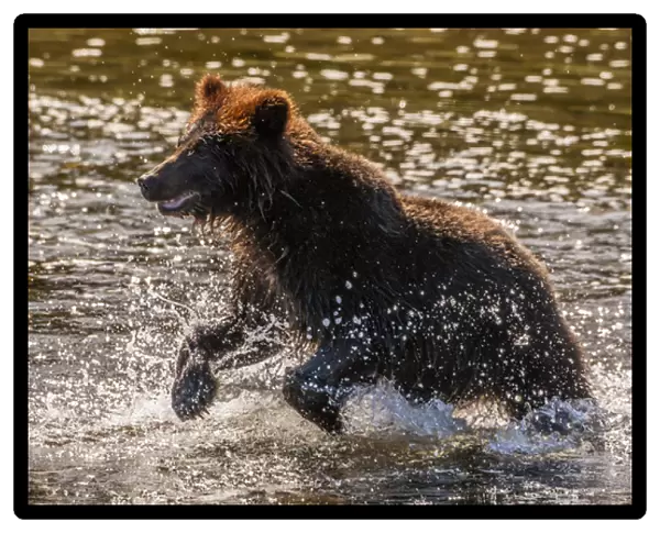 USA, Alaska, Tongass National Forest. Young grizzly cub rushes to catch salmon. Credit as