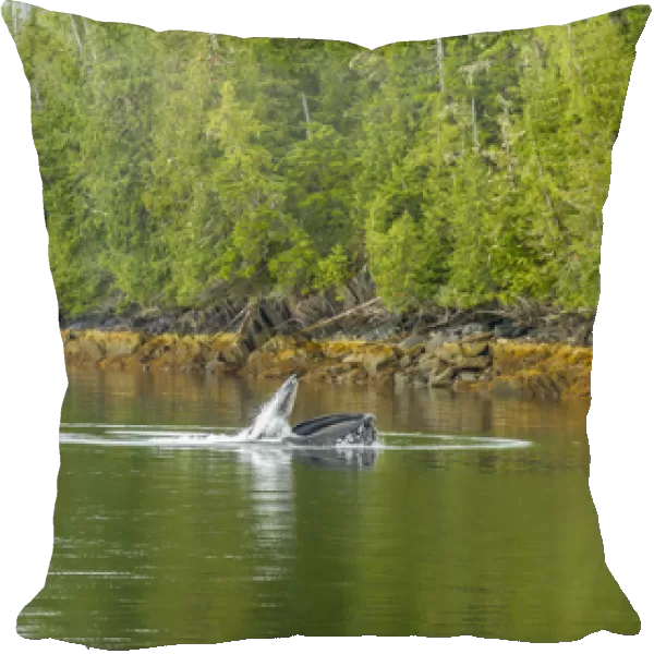 USA, Alaska, Tongass National Forest. Humpback whale lunge feeds