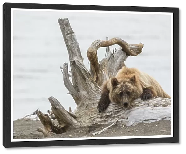 Coastal Grizzly Bear (ursus arctos) Hangs out on a tree stump, Alaska
