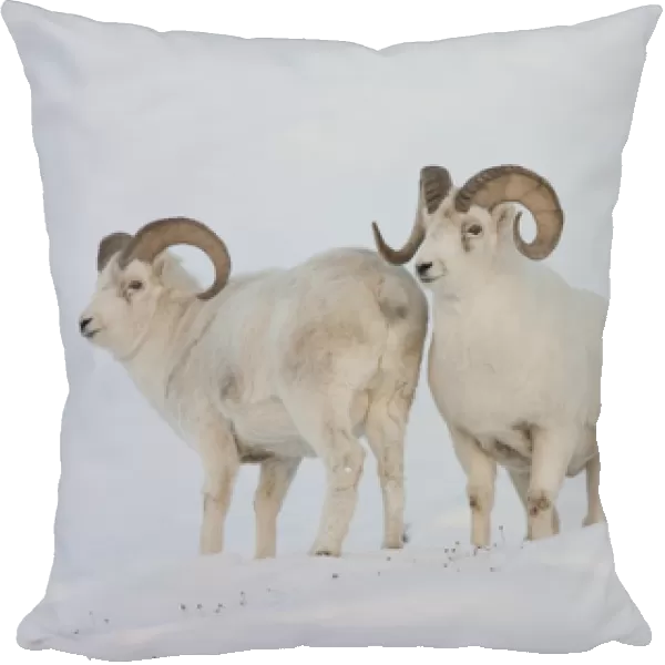 A pair of dall sheep rams survey each other during the fall mating season or rut'