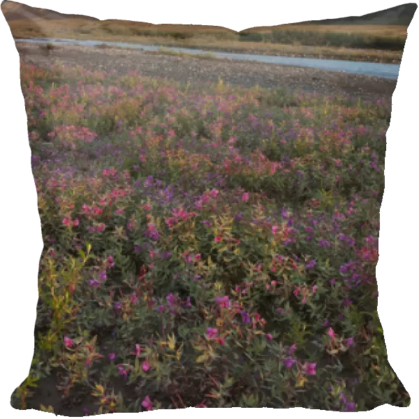 Dwarf fireweed is lit by sunset light at 2: 00 AM on a gravel bar in the Marsh Fork