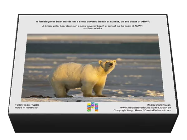 A female polar bear stands on a snow covered beach at sunset, on the coast of ANWR
