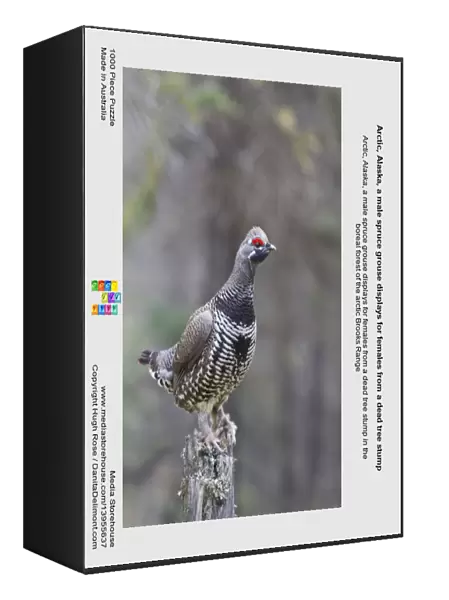 Arctic, Alaska, a male spruce grouse displays for females from a dead tree stump