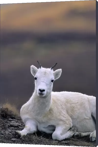 USA, Alaska, Dall Sheep, Ewe, Denali National Park