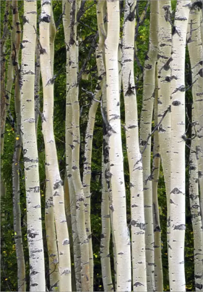 Aspen Tree Trunks; Healy; Alaska; USA