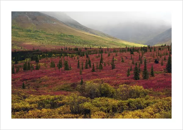 Autumn on the Taiga; Denali National Park; Alaska; USA