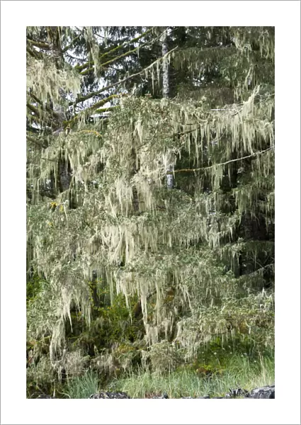 USA, AK, Inside Passage. Old Mans Beard lichen (Usnea) also called Treemoss, Beard Lichen