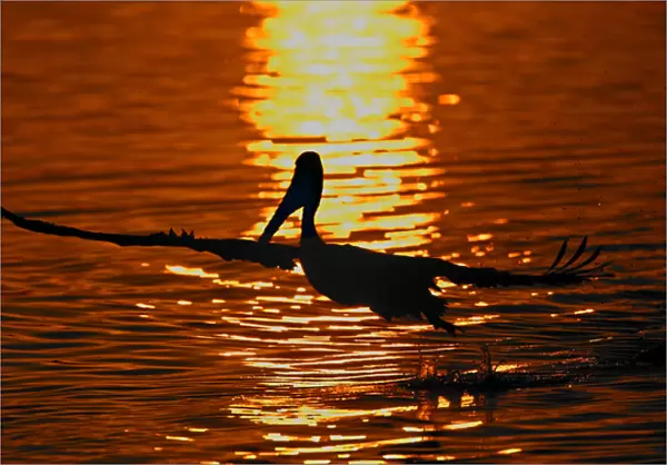 USA, California, Bolsa Chica Lagoon. Silhouette of brown pelican taking flight against