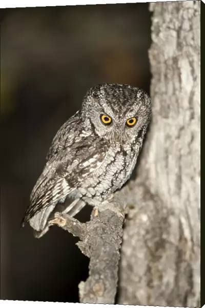 North America, USA, Arizona, Whiskered Screech-Owl, Megascops trichopsis, bird of prey