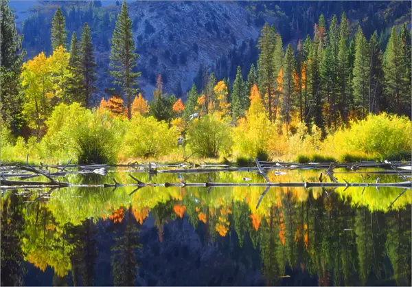 USA; California; Fall colors reflecting in A beaver pond in the Sierra Nevada Mountains