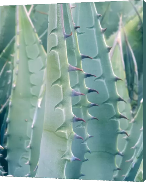 USA, California, Jacumba. Patterns of an Agave plant