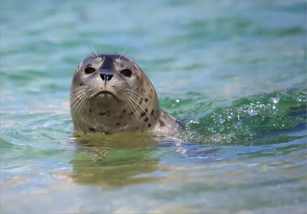 USA; California; La Jolla; San Diego; Swimming with a baby seal in La Jolla